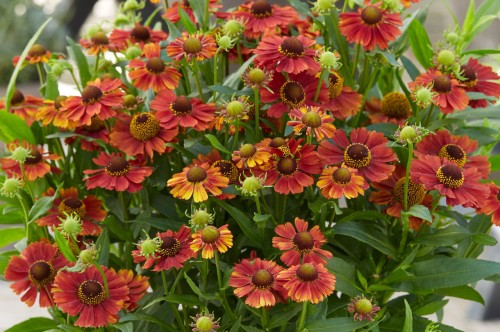 Helenium autumnale "Strawberry Sundae"