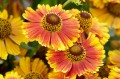Helenium autumnale "Peach Sundae"