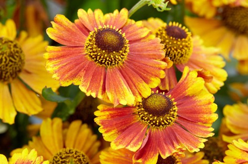 Helenium autumnale "Peach Sundae"