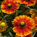 Helenium autumnale "Peach Sundae"