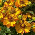 Helenium autumnale "Okra Sundae"