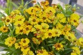 Helenium autumnale "Okra Sundae"