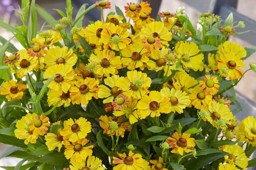 Helenium autumnale "Okra Sundae"