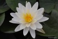 Nymphaea „Denver”