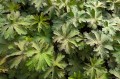 Geranium pratense "Marshmallow"