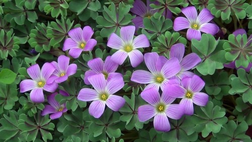 Oxalis adenophylla "Ny Form"