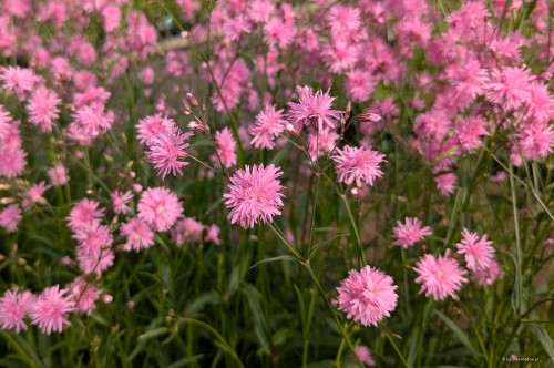 Lychnis flos-cuculi "Jenny"