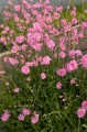 Lychnis flos-cuculi "Jenny"