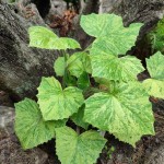 Parasenecio bulbifera "Chiri Fu"