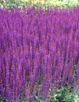 Salvia nemorosa "East Friesland" - szałwia omszona