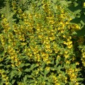 Lysimachia punctata