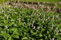 Polygonum bistorta "Superba"