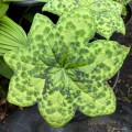 Podophyllum "Spotty Dotty"