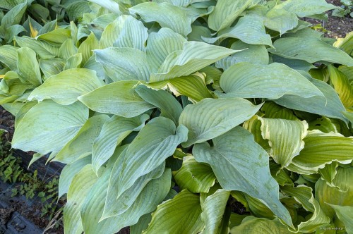 Hosta "Holar Ice Empress"