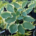 Hosta "Orion's Belt"