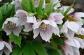 Helleborus thibetanus