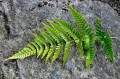 Dryopteris erythrosora - liść