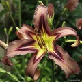 Hemerocallis „Black Arrowhead”