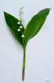 Convallaria majalis „Aureomarginata”
