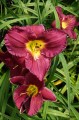 Hemerocallis "Nosferatu"