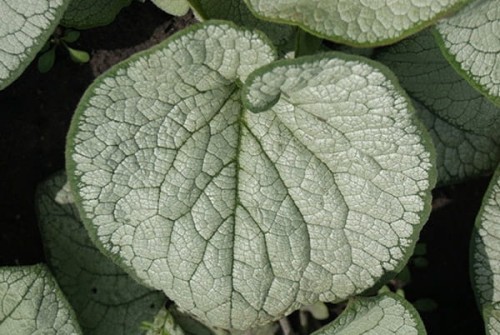 Brunera „Silver Heart”