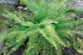 Polystichum setiferum „Proliferum”