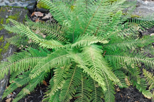 Polystichum setiferum „Proliferum”