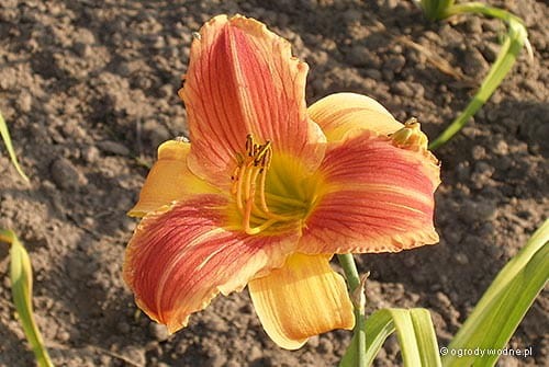 Hemerocallis „Tomasz”