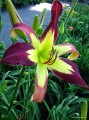 Hemerocallis „Applique”