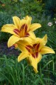 Hemerocallis "Bonanza" fot. KG