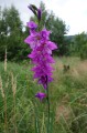 Gladiolus imbricatus