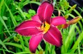 Hemerocallis „Son of Kwas”