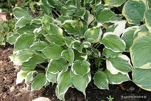 Hosta „Torchlight”