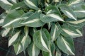 Hosta „Timless Beauty”