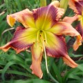 Hemerocallis „Storm Damage”