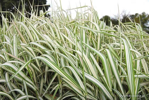 Glyceria maxima „Variegata”