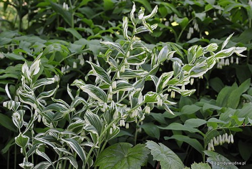 Kokoryczka „Grace Barker”