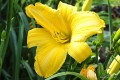 Hemerocallis „Halina”