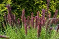 Echium russicum