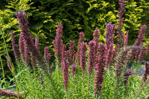 Echium russicum