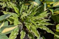 Hosta "Kinky Boots"