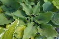 Hosta "Jack Berry"