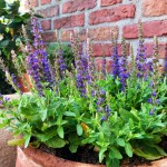 Salvia nemorosa "Ibiza" - szałwia omszona