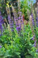 Salvia nemorosa "Ibiza"