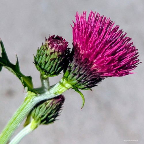 Cirsium rivulare "Atropurpureum"