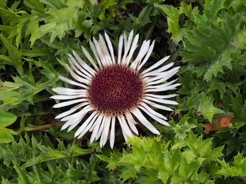 Carlina acaulis, fot. Autorstwa Agnieszka Kwiecień, Nova - Praca własna, CC BY-SA 4.0, <a href="https://commons.wikimedia.org/w/index.php?curid=63367052">https://commons.wikimedia.org/w/index.php?curid=63367052</a>