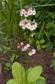 Primula japonica "Apple Blossom"