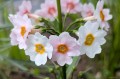 Primula japonica "Apple Blossom"