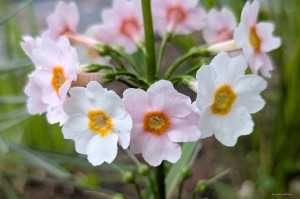 Primula japonica „Apple Blossom” - pierwiosnek japoński