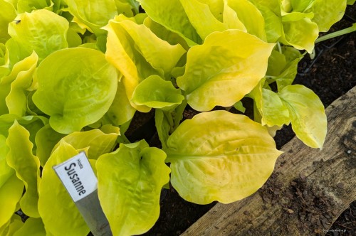 Hosta "Susanna"